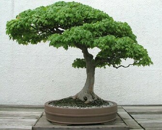 Trees Bonsai Wallpaper