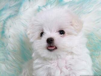 Maltese Puppies Vol No Desktop Wallpaper Wallcoo Net
