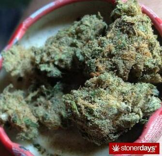 Stoner Marijuana Msmedicate Jpg