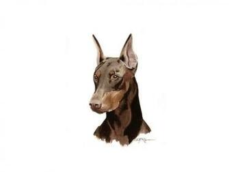 Pics Photos Doberman Pinscher Wallpaper