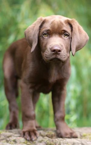 Wallpaper Id Animal Labrador Retriever Phone