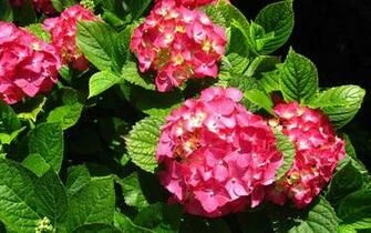 Hydrangea Computer Wallpaper Desktop Background Id