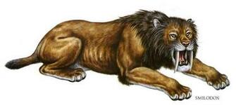 Saber Tooth Tiger Wallpaper
