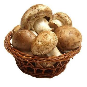 Food Mushrooms High Quality Background Pictures