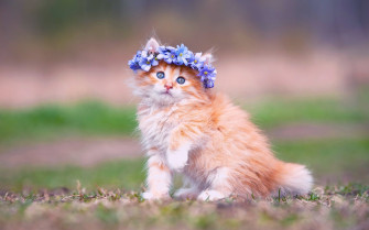 Baby Kitten Wallpaper
