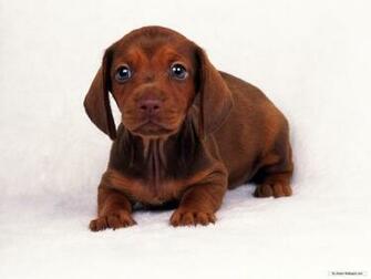Wallpaper Animal Miniature Dachshund