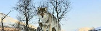 Wallpaper Pack Of Wolves Winter Morning Wolf Dual