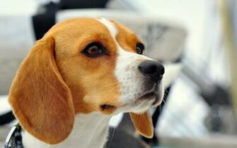 Beagle Computer Wallpaper Desktop Background Id