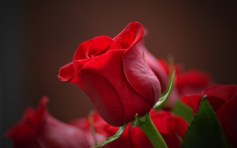 Wallpaper Bud Rose Red Flower Close Up 4k