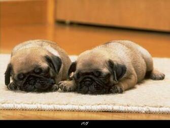 Pug Puppies Wallpaper Animals