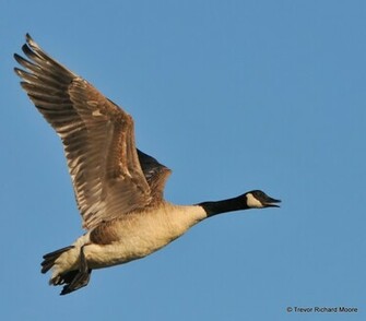Canada Goose Wallpaper For iPhone
