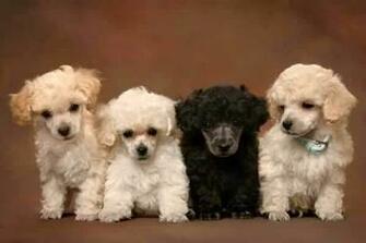 Poodle Wallpaper The Dog Best