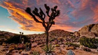 Joshua Tree National Park HD Wallpaper All
