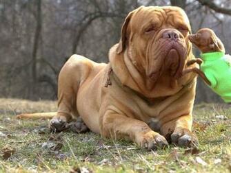 Dogue De Bordeaux Wallpaper