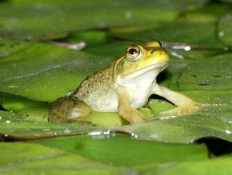 Amphibian Wallpaper