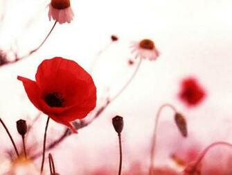 Tag Poppy Flowers Desktop Wallpaper Background Photos Image And