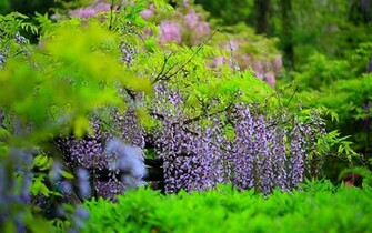Sun Shines Wisteria Flowers Wallpaper