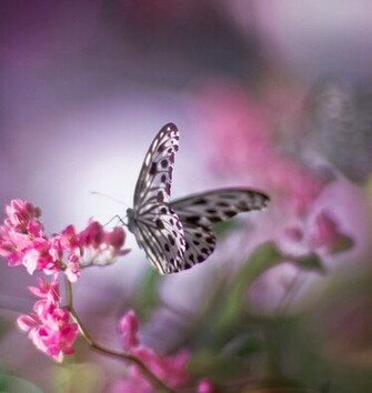 Beautiful Butterflies Wallpaper Cool