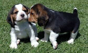 Beagle Wallpaper Pictures Breed Information