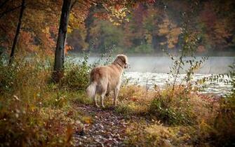 Fall Dogs Dog
