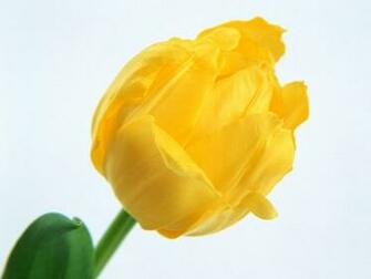 Single Flower Wallpaper