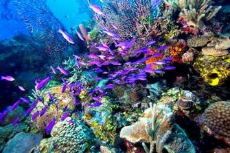 Definition Creole Wrasse Belize Reef Wallpaper Travel HD