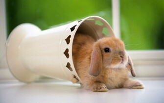 Android Phones Wallpaper Cute Rabbit