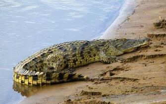 Best Nile Crocodile Wallpaper River