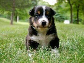 Australian Shepherd Wallpaper