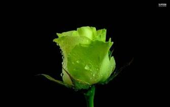 Green Rose Wallpaper