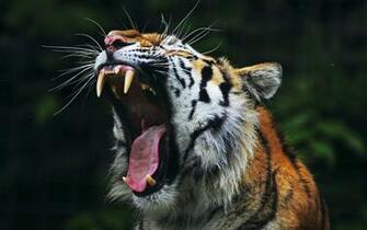 Animals Tiger Open Mouth Nature Big Cats Wallpaper HD