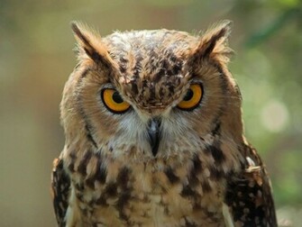 Beautiful Looking Wild Animals Wallpaper