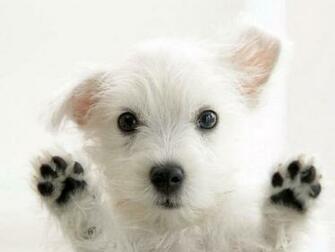 Cute Little White Dog Wallpaper