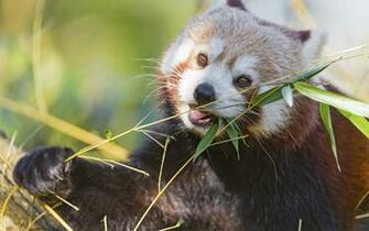 Wallpaper Panda Bamboo Red