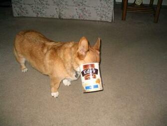 Funny Corgi Pictures Dog