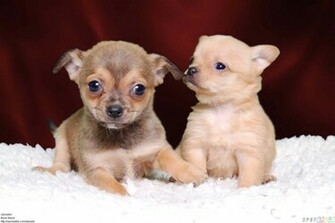 Pictures Of Chihuahua Puppies HD Wallpaper Pretty