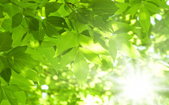 Wallpaper Leaves Green Pattern