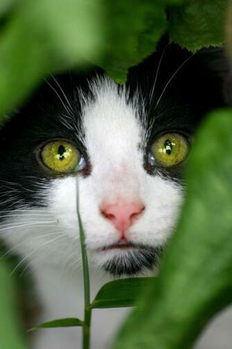 Cute Cat Simply Beautiful iPhone Wallpaper