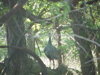 Pin Wild Turkey Wallpaper