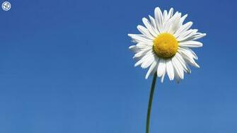 Background Brianna Cherry S Daisy