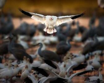 Snow Goose Wallpaper