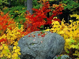 Pharaoh Lake Wilderness Adirondack Park And Preserve Picture