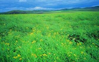 Green Fields In Mountain Wallpaper Widescreen Mobile