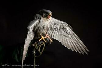 Peregrine Falcon Wallpaperthe Today Stuff
