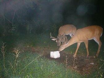 Monster Bucks