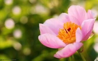Wallpaper Flower Pink Peony Summer Desktop
