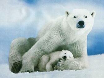 Baby Animal Wallpaper Desktop
