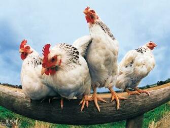 Animal Pictures Wallpaper Back To Index Funny Farm