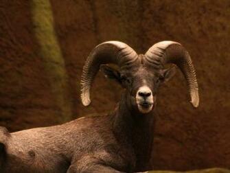 Rocky Mountain Bighorn Sheep Wallpaper