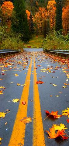 Fall Wallpaper